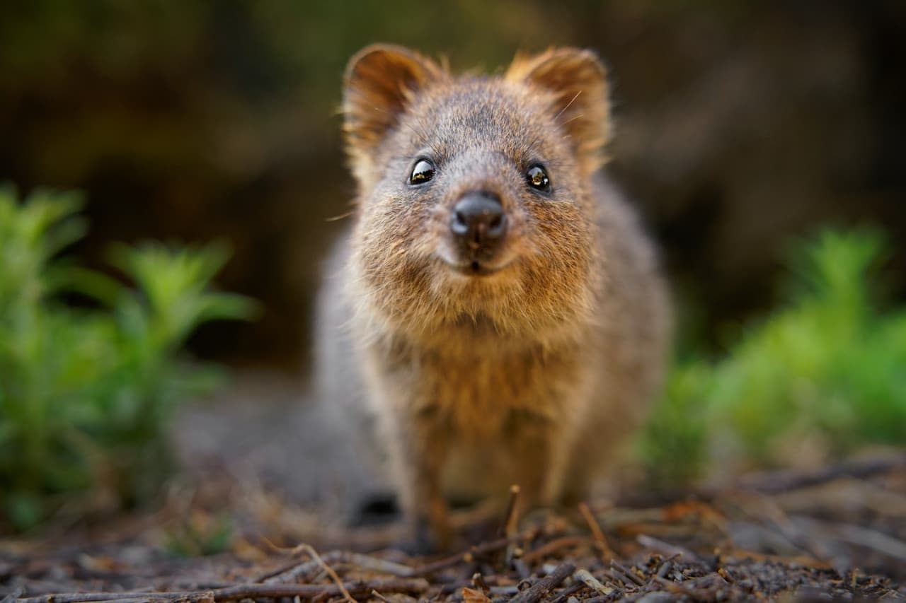 Entrada a Currumbin Wildlife Sanctuary - imagen 4