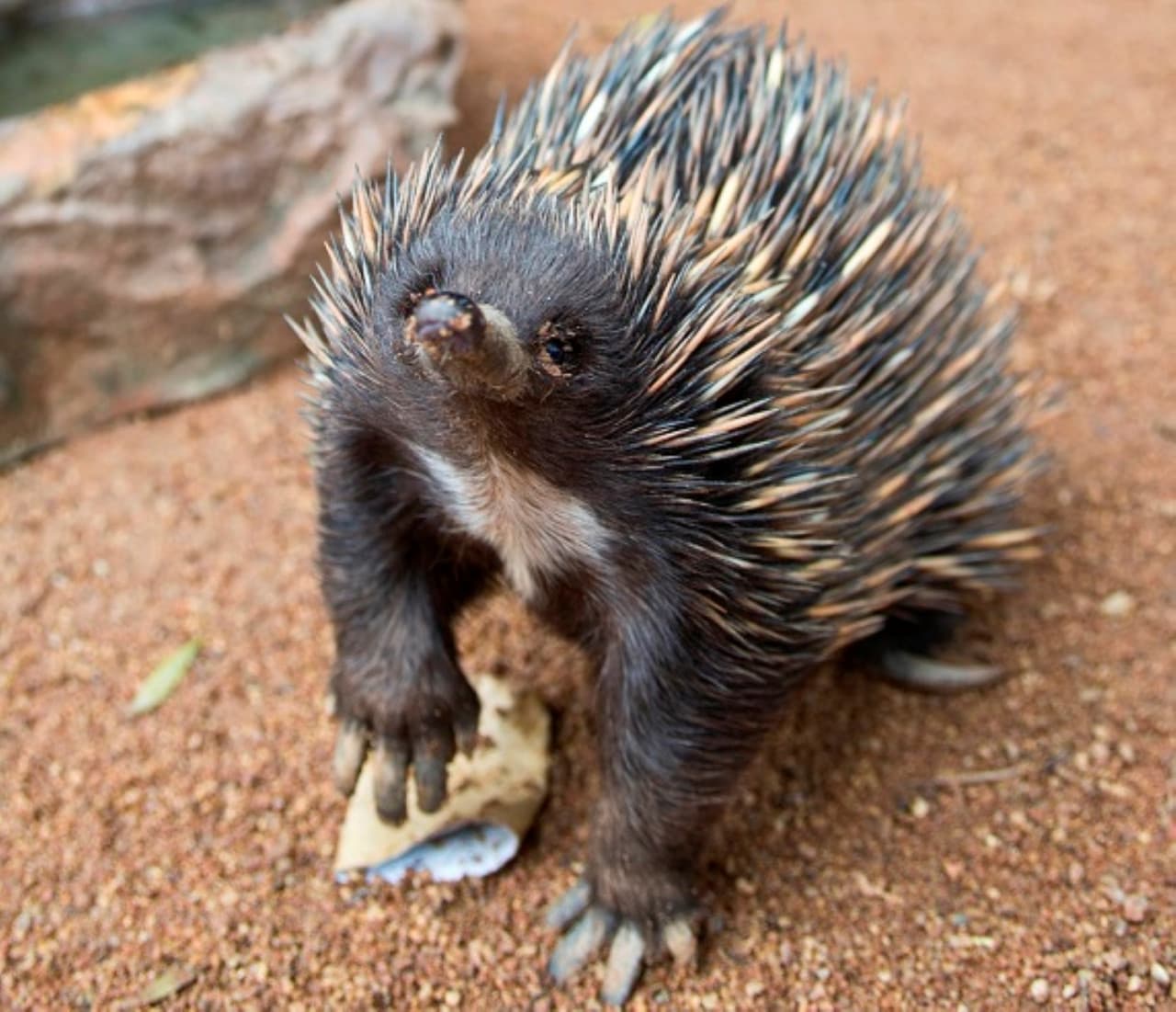 Entrada directa a WILD LIFE Sydney Zoo - imagen 12