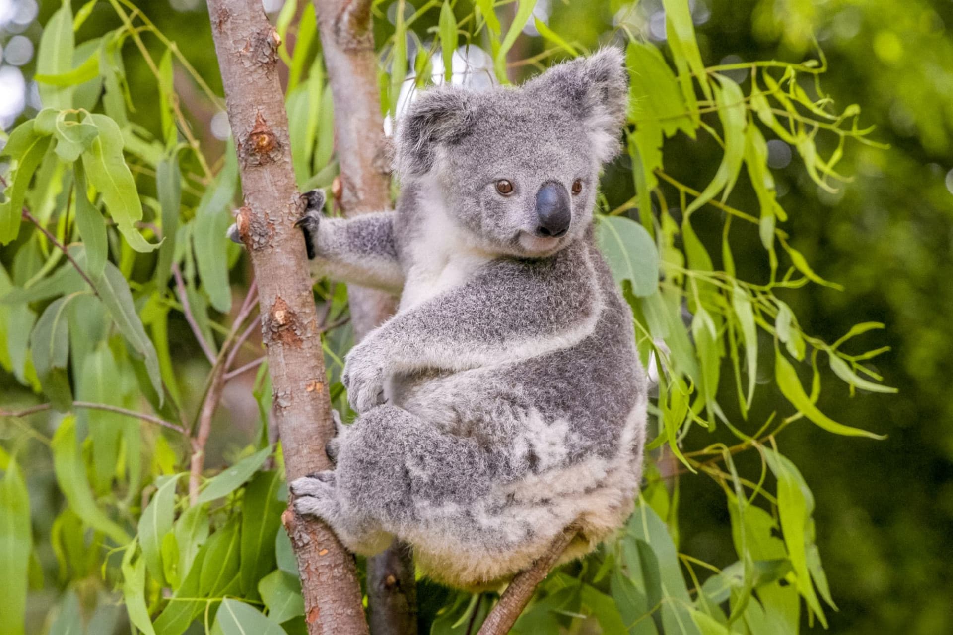 Currumbin Wildlife Sanctuary Gold Coast Ticket - تصویر 8