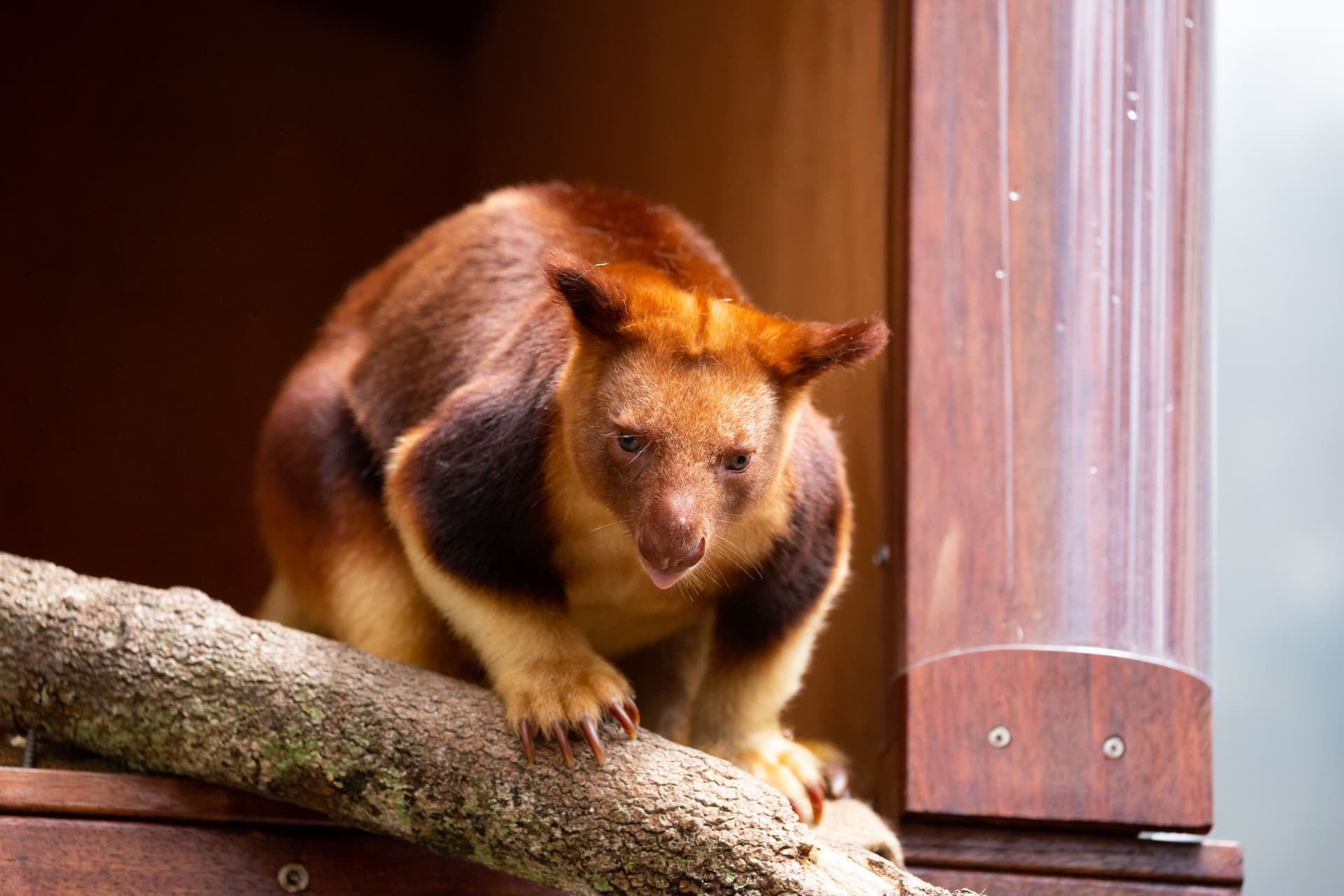Entrada directa a WILD LIFE Sydney Zoo - imagen 10