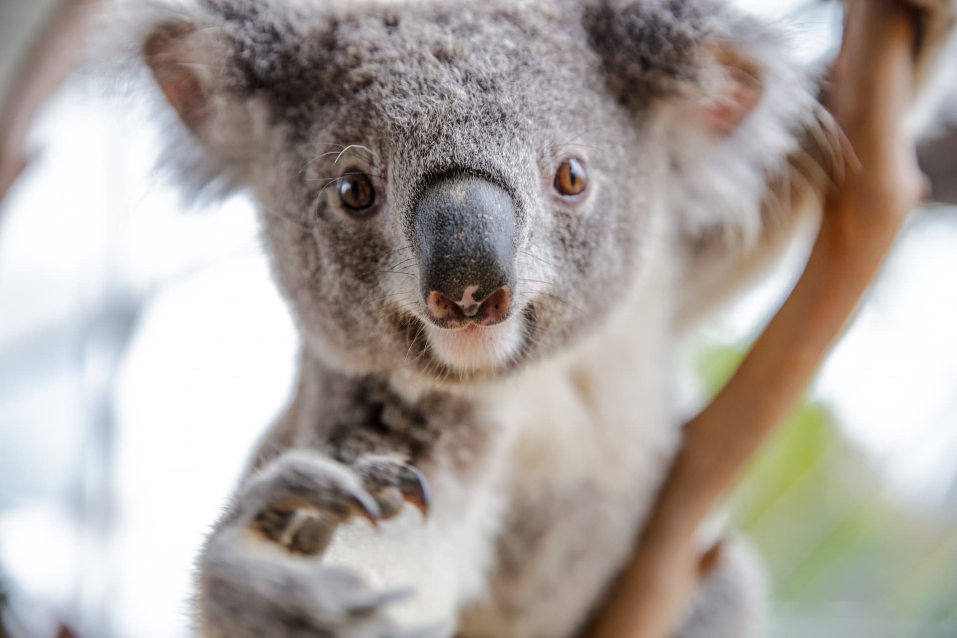 Entrada directa a WILD LIFE Sydney Zoo - imagen 6