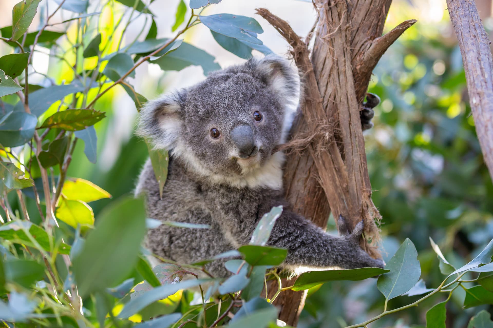 Entrada directa a WILD LIFE Sydney Zoo - imagen 4